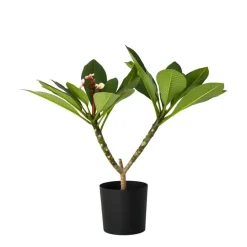 Plant in a Box Frangipani roze - Plumeria rubra 'Roze' - Hoogte 55-70cm - ⌀17cm Best
