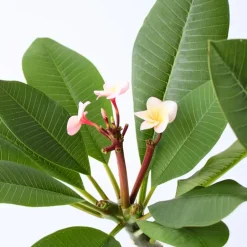 Plant in a Box Frangipani roze - Plumeria rubra 'Roze' - Hoogte 55-70cm - ⌀17cm Best
