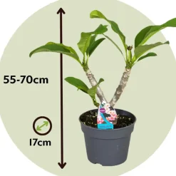 Plant in a Box Frangipani roze - Plumeria rubra 'Roze' - Hoogte 55-70cm - ⌀17cm Best