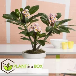 Plant in a Box Frangipani roze - Plumeria rubra 'Roze' - Hoogte 55-70cm - ⌀17cm Best