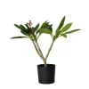 Plant in a Box Frangipani wit - Plumeria rubra 'White' - Hoogte 55-70cm - ⌀17cm Outlet