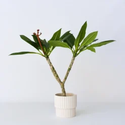 Plant in a Box Frangipani wit - Plumeria rubra 'White' - Hoogte 55-70cm - ⌀17cm Outlet