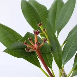 Plant in a Box Frangipani wit - Plumeria rubra 'White' - Hoogte 55-70cm - ⌀17cm Outlet