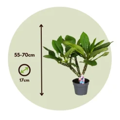 Plant in a Box Frangipani wit - Plumeria rubra 'White' - Hoogte 55-70cm - ⌀17cm Outlet
