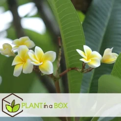 Plant in a Box Frangipani wit - Plumeria rubra 'White' - Hoogte 55-70cm - ⌀17cm Outlet