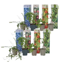 Plant in a Box Fruitstruiken - Set van 8 - Actinidia, Vaccinium, Lycium - Hoogte 25-40cm - ⌀9cm
