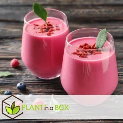 Plant in a Box Fruitstruiken - Set van 8 - Actinidia, Vaccinium, Lycium - Hoogte 25-40cm - ⌀9cm