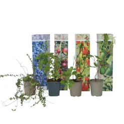 Plant in a Box Fruitstruiken - Set van 4 - Actinidia, Vaccinium, Lycium - Hoogte 25-40cm - ⌀9cm