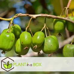 Plant in a Box Fruitstruiken - Set van 4 - Actinidia, Vaccinium, Lycium - Hoogte 25-40cm - ⌀9cm