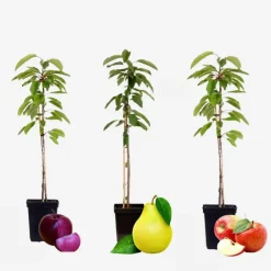 Plant in a Box Fruitzuilen - Set van 3 - Apple, pear - Hoogte 60-70cm - ⌀9cm Hot