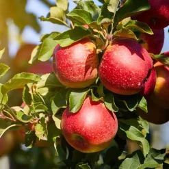 Plant in a Box Fruitzuilen - Set van 3 - Apple, pear - Hoogte 60-70cm - ⌀9cm Hot