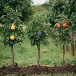 Plant in a Box Fruitzuilen - Set van 3 - Apple, pear - Hoogte 60-70cm - ⌀9cm Hot