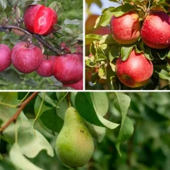 Plant in a Box Fruitzuilen - Set van 3 - Apple, pear - Hoogte 60-70cm - ⌀9cm Hot