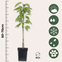 Plant in a Box Fruitzuilen - Set van 3 - Apple, pear - Hoogte 60-70cm - ⌀9cm Hot