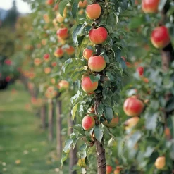 Plant in a Box Fruitzuilen - Set van 3 - Apple, pear - Hoogte 60-70cm - ⌀9cm Hot