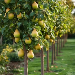 Plant in a Box Fruitzuilen - Set van 3 - Apple, pear - Hoogte 60-70cm - ⌀9cm Hot