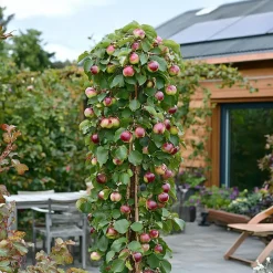 Plant in a Box Fruitzuilen - Set van 3 - Apple, pear - Hoogte 60-70cm - ⌀9cm Hot