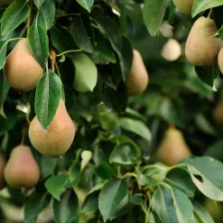 Plant in a Box Fruitzuilen - Set van 3 - Apple, pear - Hoogte 60-70cm - ⌀9cm Hot