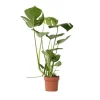Plant in a Box Gatenplant - Monstera deliciosa - Hoogte 50-60cm - ⌀17cm Discount