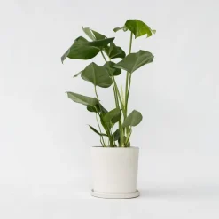 Plant in a Box Gatenplant - Monstera deliciosa - Hoogte 50-60cm - ⌀17cm Discount