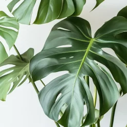 Plant in a Box Gatenplant - Monstera deliciosa - Hoogte 50-60cm - ⌀17cm Discount