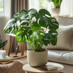 Plant in a Box Gatenplant - Monstera deliciosa - Hoogte 50-60cm - ⌀17cm Discount