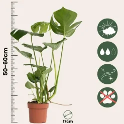 Plant in a Box Gatenplant - Monstera deliciosa - Hoogte 50-60cm - ⌀17cm Discount