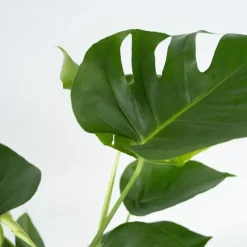 Plant in a Box Gatenplant - Monstera deliciosa - Hoogte 50-60cm - ⌀17cm Discount