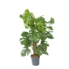 Plant in a Box Gatenplant - Monstera deliciosa - Hoogte 120-130cm - ⌀24cm New