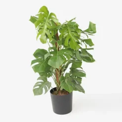 Plant in a Box Gatenplant - Monstera deliciosa - Hoogte 120-130cm - ⌀24cm New