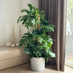 Plant in a Box Gatenplant - Monstera deliciosa - Hoogte 120-130cm - ⌀24cm New