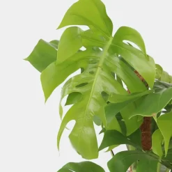 Plant in a Box Gatenplant - Monstera deliciosa - Hoogte 120-130cm - ⌀24cm New