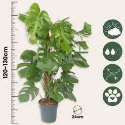 Plant in a Box Gatenplant - Monstera deliciosa - Hoogte 120-130cm - ⌀24cm New