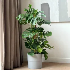 Plant in a Box Gatenplant - Monstera deliciosa - Hoogte 120-130cm - ⌀24cm New