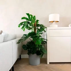 Plant in a Box Gatenplant - Monstera deliciosa - Hoogte 120-130cm - ⌀24cm New