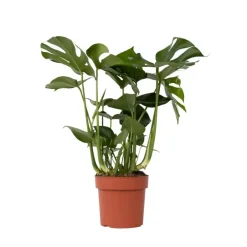 Plant in a Box Gatenplant - Monstera deliciosa - Hoogte 70-80cm - ⌀21cm Hot