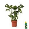 Plant in a Box Gatenplant met plantenvoeding - Monstera deliciosa - Hoogte 70-80cm - ⌀21cm Outlet