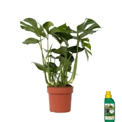 Plant in a Box Gatenplant met plantenvoeding - Monstera deliciosa - Hoogte 70-80cm - ⌀21cm Outlet