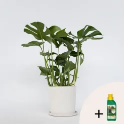 Plant in a Box Gatenplant met plantenvoeding - Monstera deliciosa - Hoogte 70-80cm - ⌀21cm Outlet
