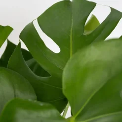 Plant in a Box Gatenplant met plantenvoeding - Monstera deliciosa - Hoogte 70-80cm - ⌀21cm Outlet