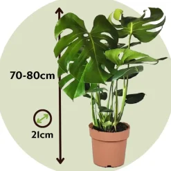 Plant in a Box Gatenplant met plantenvoeding - Monstera deliciosa - Hoogte 70-80cm - ⌀21cm Outlet