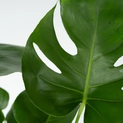 Plant in a Box Gatenplant met plantenvoeding - Monstera deliciosa - Hoogte 70-80cm - ⌀21cm Outlet