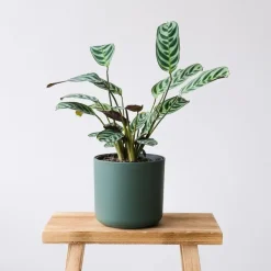 Plant in a Box Gebedsplant - Set van 2 - Ctenanthe 'burle-marxii' - Hoogte 25-40cm - ⌀12cm Clearance