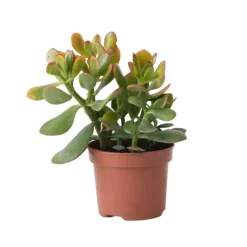 Plant in a Box Geldboom - Crassula ovata 'Sunset' - Hoogte 15-20cm - ⌀12cm Hot