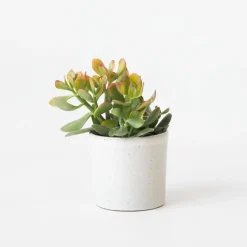 Plant in a Box Geldboom - Crassula ovata 'Sunset' - Hoogte 15-20cm - ⌀12cm Hot