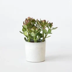 Plant in a Box Geldboom - Crassula ovata - Hoogte 15-25 cm - ø 12 cm Hot