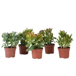 Plant in a Box Geldboom - Mix van 5 Crassula ovata soorten - Hoogte 10-25cm - Pot 12cm Sale