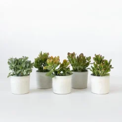 Plant in a Box Geldboom - Mix van 5 Crassula ovata soorten - Hoogte 10-25cm - Pot 12cm Sale