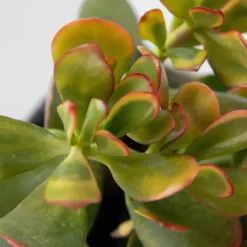 Plant in a Box Geldboom - Mix van 5 Crassula ovata soorten - Hoogte 10-25cm - Pot 12cm Sale