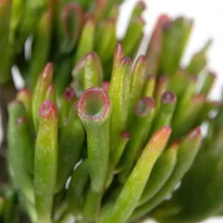 Plant in a Box Geldboom - Mix van 5 Crassula ovata soorten - Hoogte 10-25cm - Pot 12cm Sale